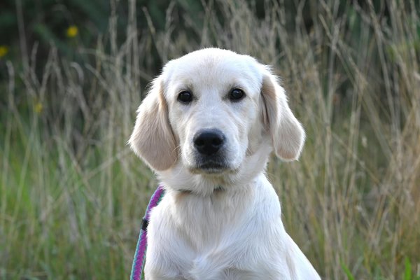 La sélection des chiens acceptés dans les taxis pour chiens