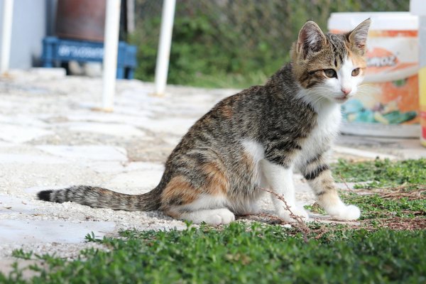 Solutions efficaces pour une dératisation rapide et professionnelle