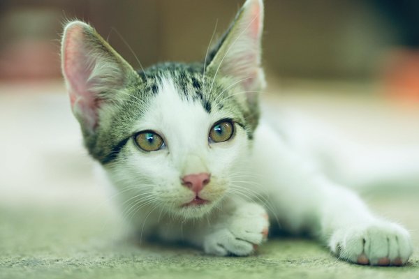 L'avenir de l'élevage de reptiles