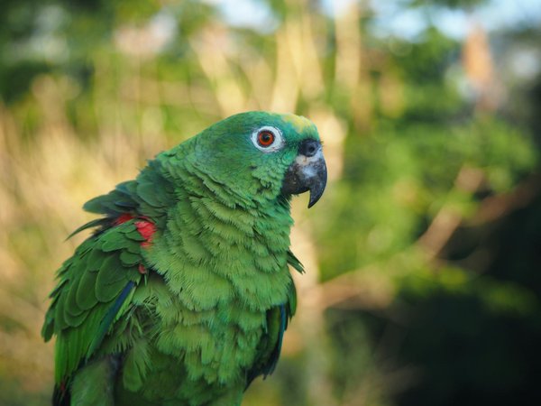 L'impact de la crise du COVID-19 sur l'industrie des taxis pour chiens