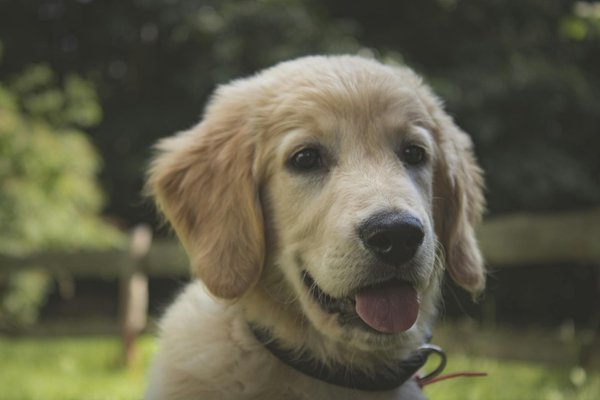 Des astuces pratiques pour bien s'occuper de son chien